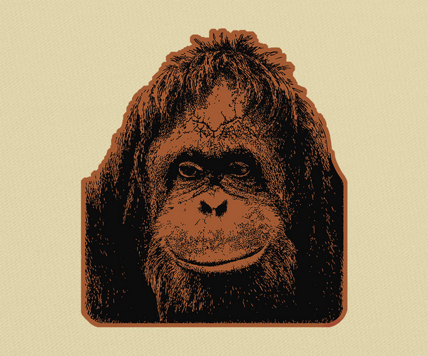 Orangutan Vector Image